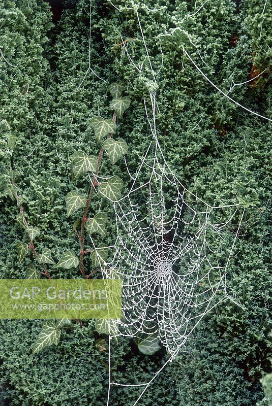 A frost-covered cobweb on Chamaecyparis lawsoniana 'Ellwoodii' and Hedera helix. Robinson College, January