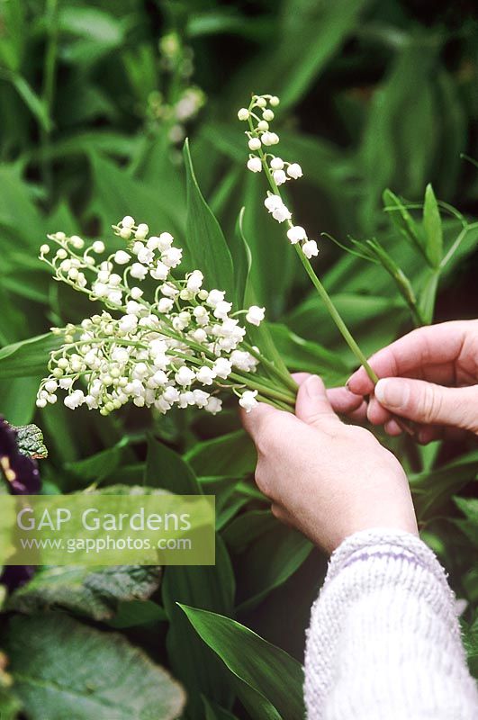 Convallaria majalis - lily of the valley.  Woman picking flowers, May