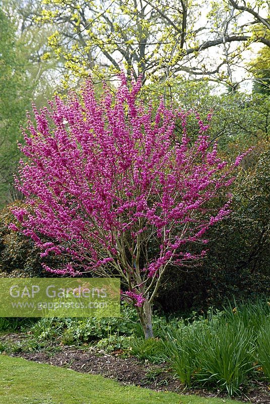 Cercis chinensis avondale - chinese red bud, tree in full bloom. Savill garden. April.