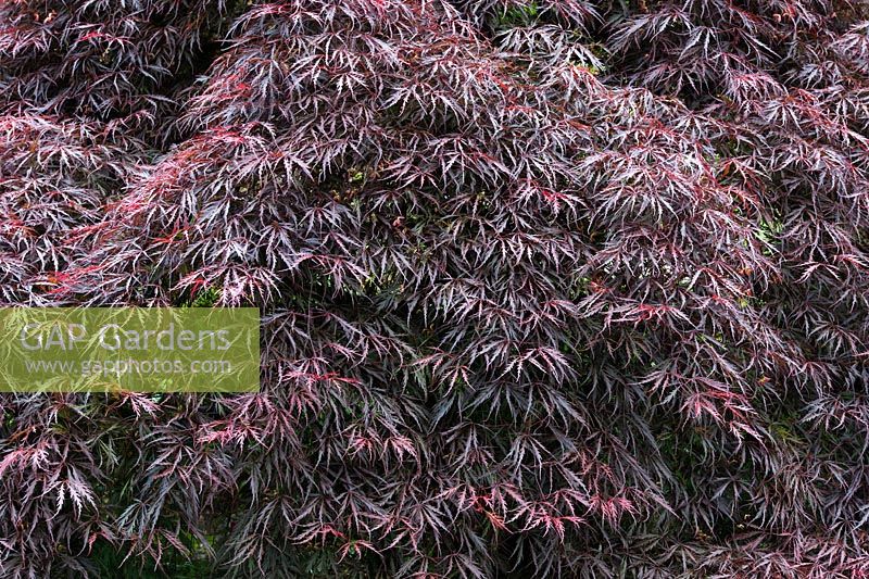 Acer palmatum var. inaba shidare - Japanese maple leaves in spring - May - Oxfordshire