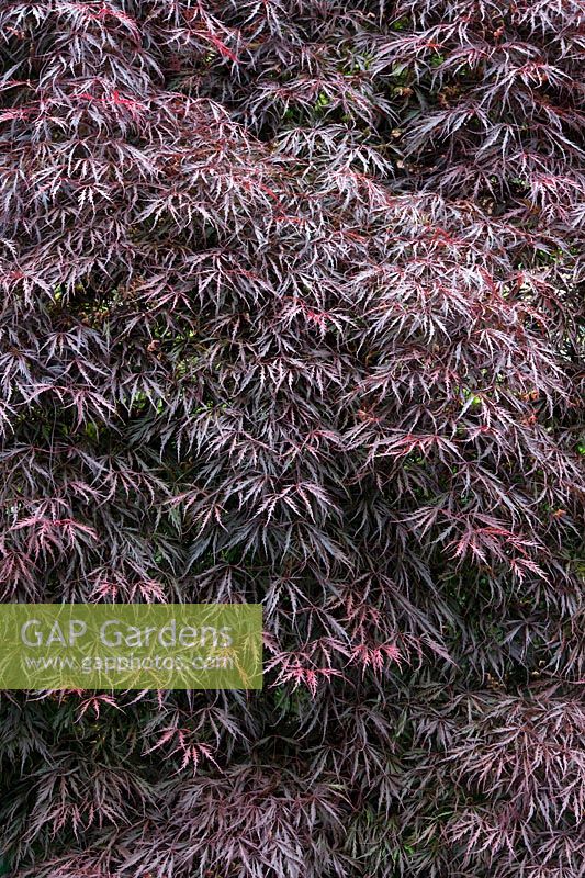Acer palmatum var. 'Inaba Shidare' - Japanese maple leaves in spring - May - Oxfordshire