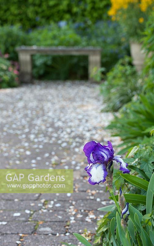 Iris germanica 'Gilvey' in a garden boarder at RHS wisley gardens - May - Surrey 