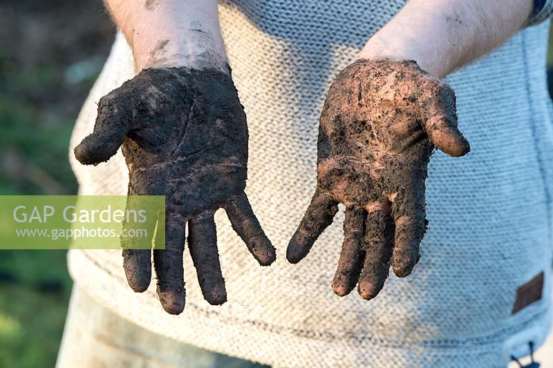 Gardeners hands covered in mud - April - Scotland