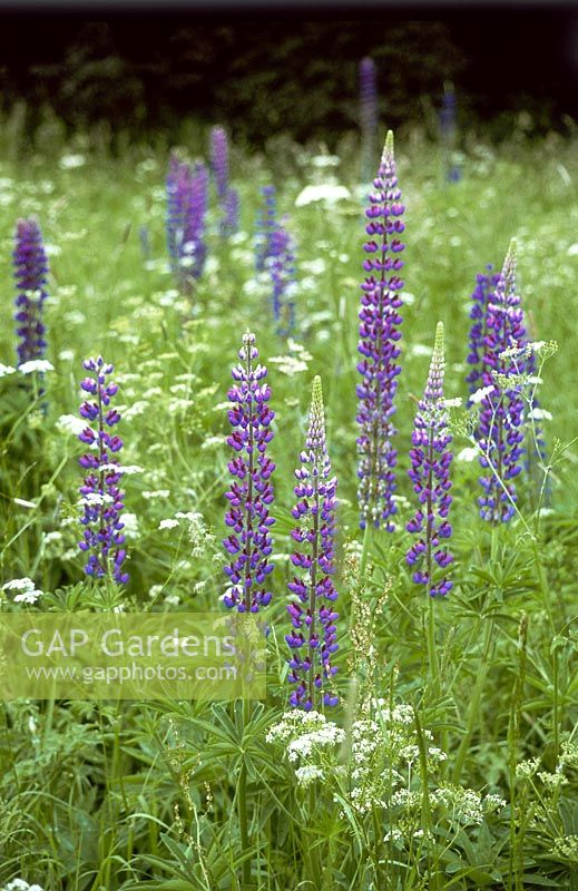 Lupinus polyphyllus - Lupin. Purple flower spikes naturalised in long grass