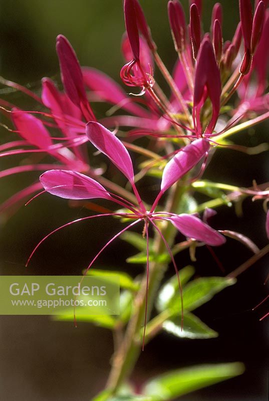 Cleome hassleriana - Spider Flower. Close up of a pink flower