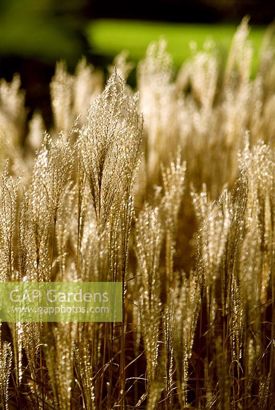 Miscanthus sinensis 'Kleine Silberspinne' - ornamental Grass. Close up of feathery seedheads