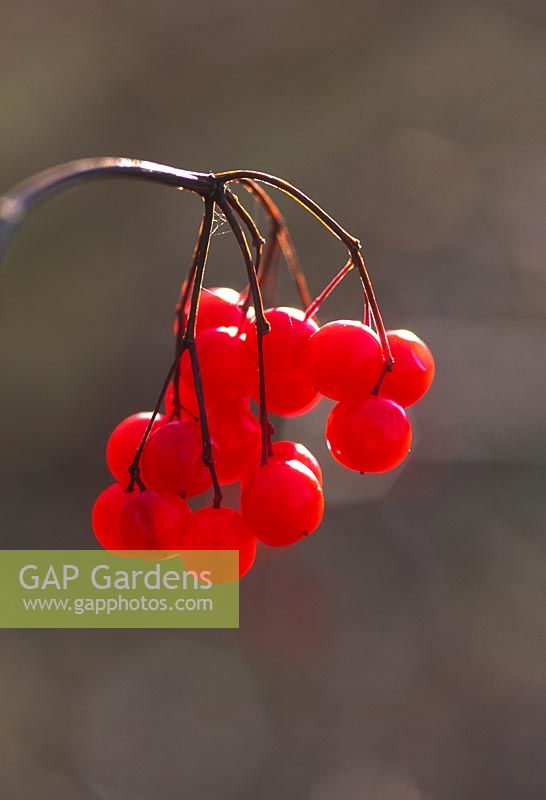 Viburnum sargentii. Red berries in a cluster