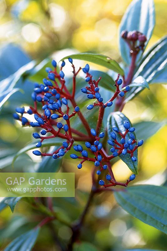 Viburnum davidii. Close up of blue berries