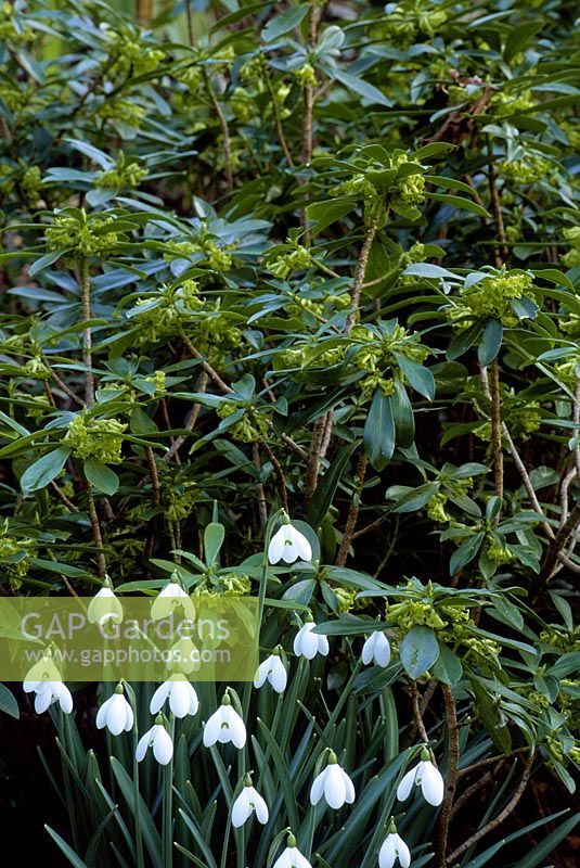 Daphne laureola and Galanthus - Snowdrops