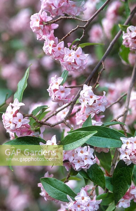 Daphne bholua 'Jacqueline Postill' - Nepalese Paper Plant. Close up of pink flowers