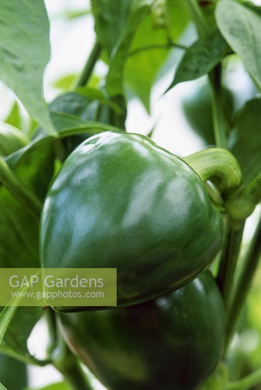 Capsicum annuum var. 'Sweetheart', bell pepper, growing on plant, September. Unripe.