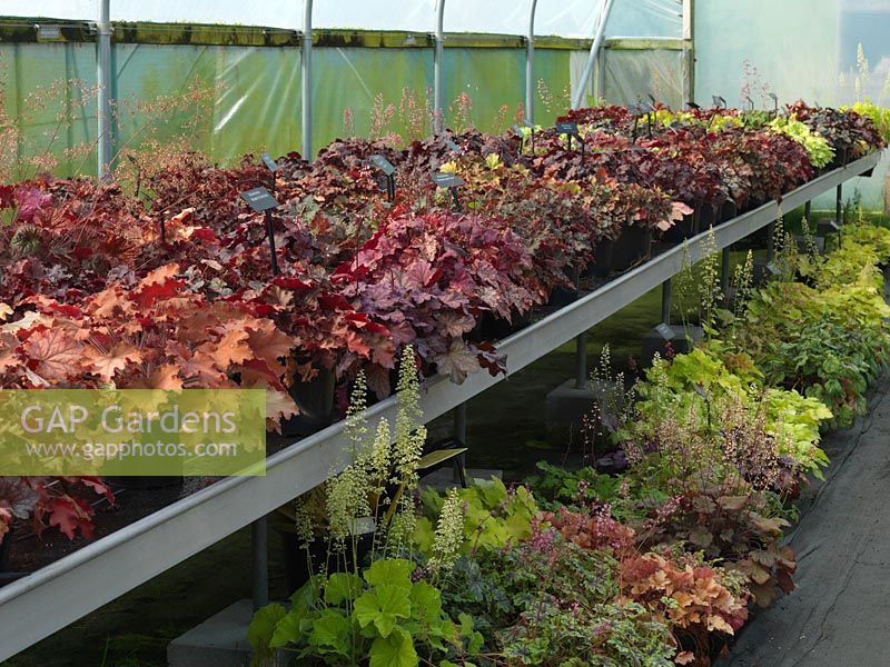 A National Plant Collection of more than 250  heucheras has been amassed by Richard and Vicky Fox.