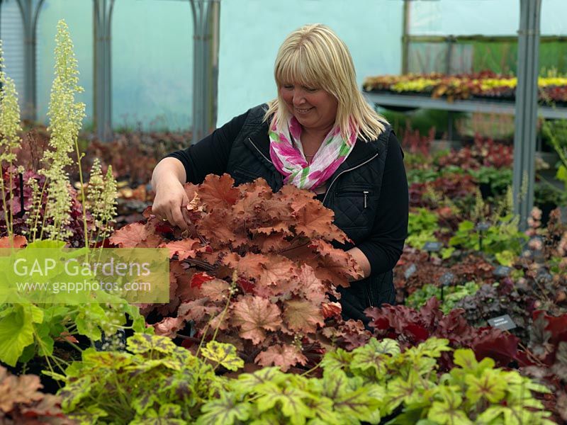 Vicky Fox tidies the foliage on one of more than 250 heucheras in the National Collection held at the nursery that she and her husband, Richard, have established.