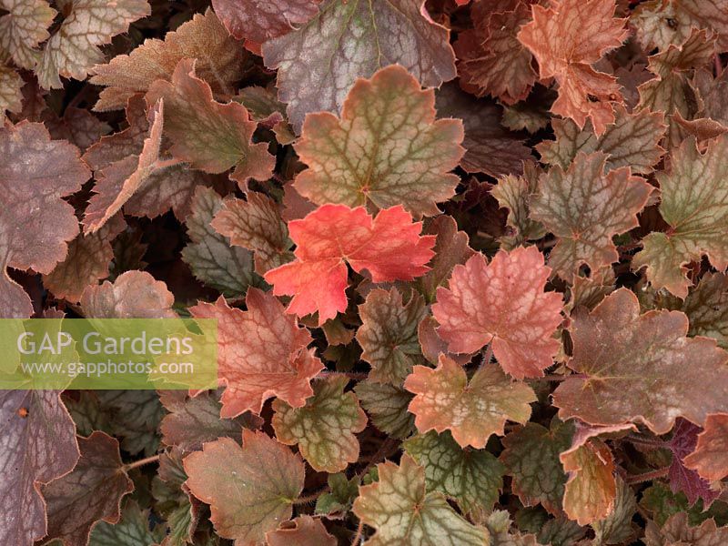 Heuchera Autumn Haze, an evergreen perennial that bears leaves in shades of pink and purple