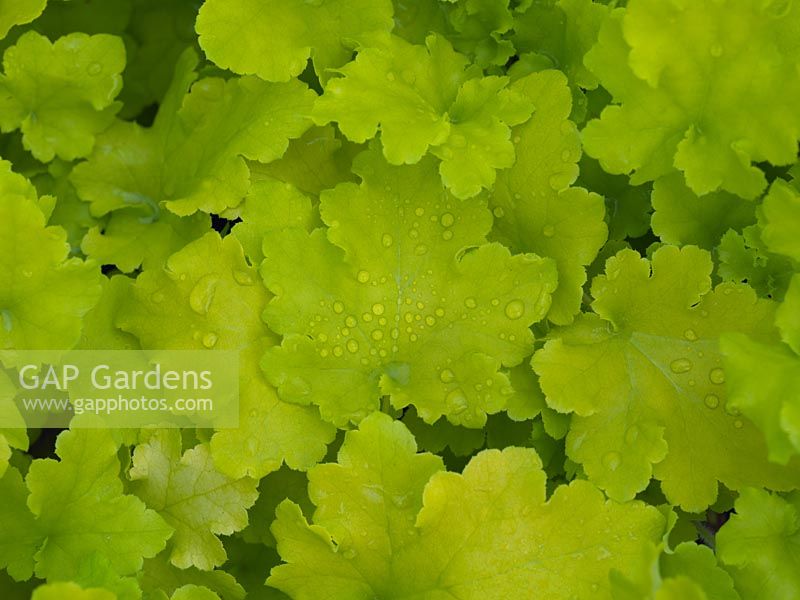 Heuchera Lime Marmalade, an evergreen perennial with dense, lime green leaves that are frilly at the edges. 