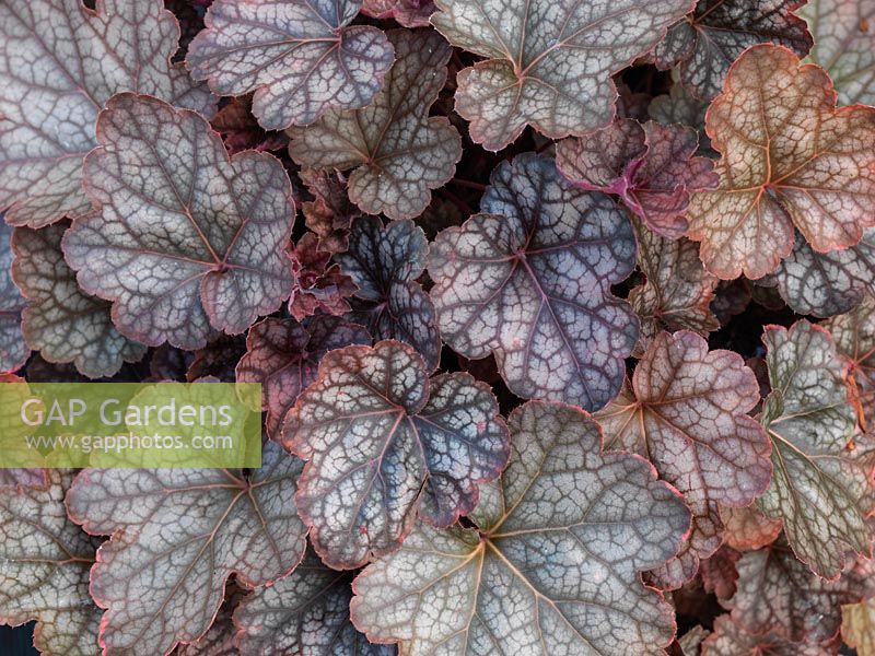 Heuchera Regina, an evergreen perennial with beautifully marked leaves, purple, pink and orange tinged with deep veins and silver markings. 