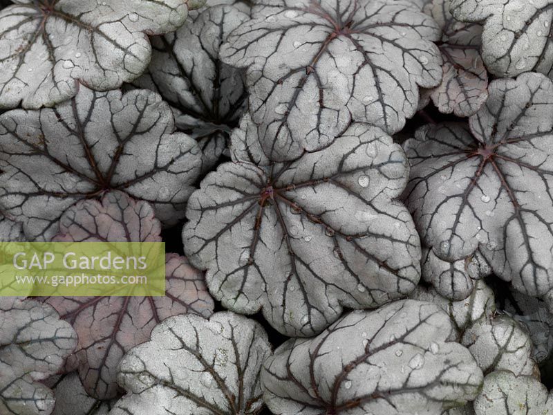 Heuchera Sugar Plum, an evergreen perennial with frosted, plum coloured leaves