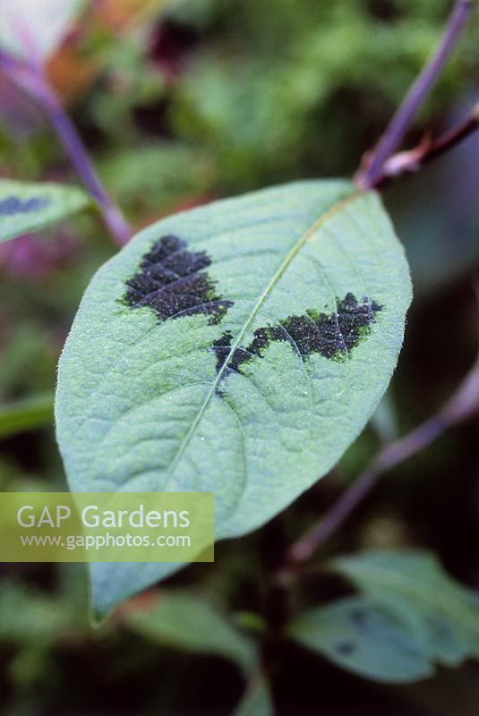 Persicaria virginiana var. lance corporal, close up of variegated leaf
