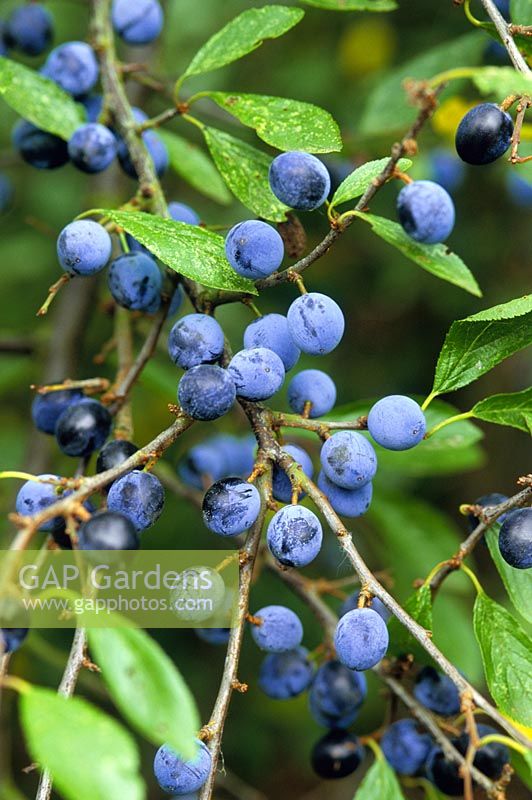 Prunus spinosa - Sloe berries