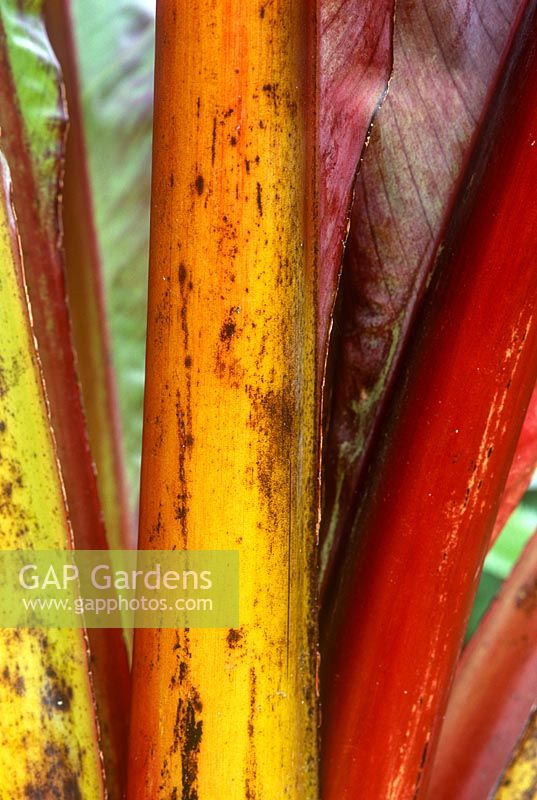 Ensete ventricosum var. maurelii - False Banana, close up of stems, Cotsworld Wildlife Park
