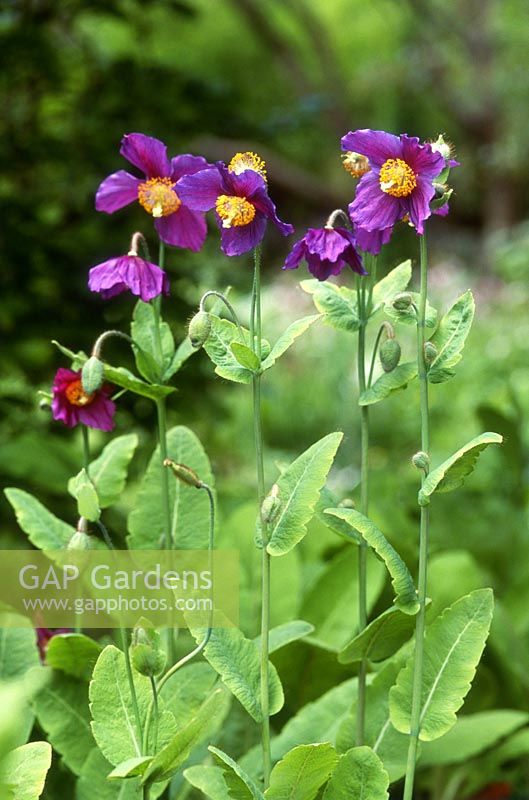 Meconopsis 'Hensol Violet' - Welsh poppy