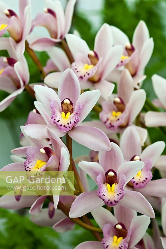 Cymbidium 'Showgirl' - boat orchid 