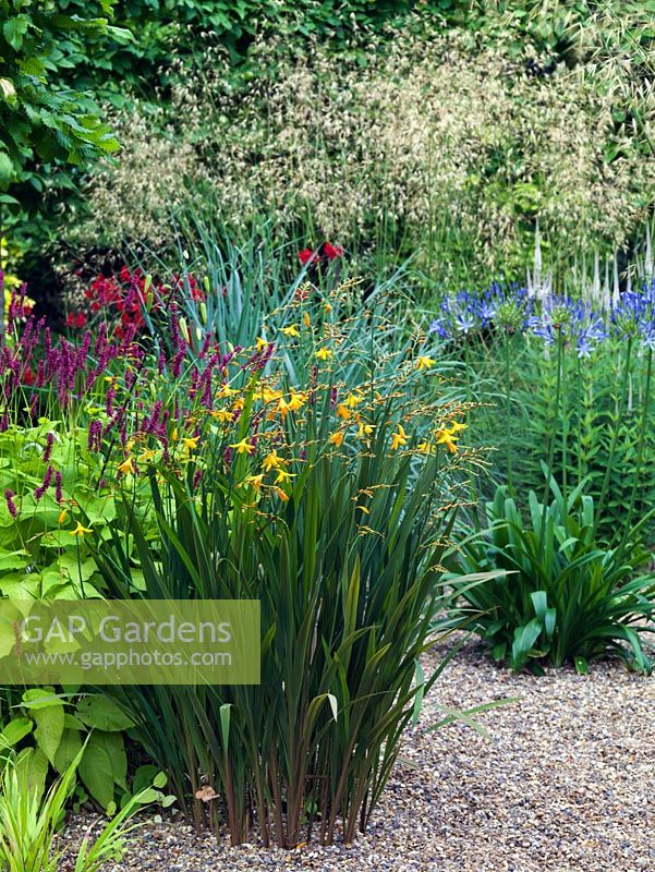 A gravel garden planted with Crocosmia 'Gerbe D'or', Agapanthus africanus, Persicaria and Stipa gigantea 'Gold Fontaene'.