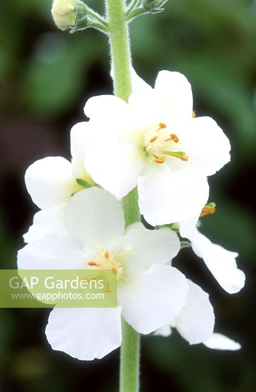 Verbascum 'Mont Blanc', Cotswald group, old variety