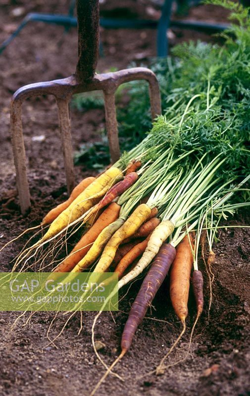 Carrot 'Harlequin' with a pitchfork in the background