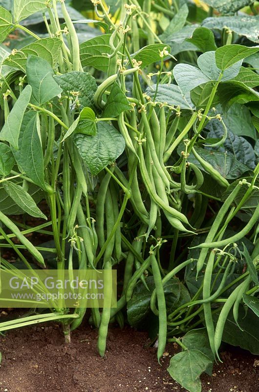 Phaseolus vulgaris 'Verity' - French bean growing on a vine