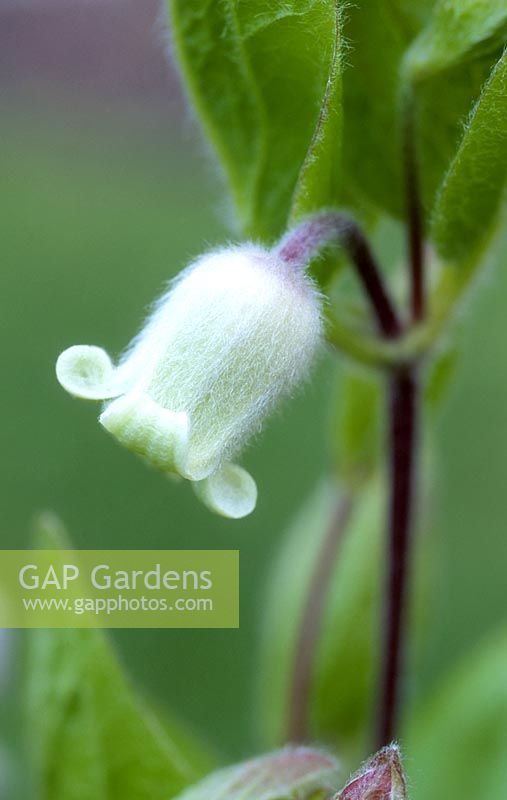 Clematis albicoma - Crowfoot, May