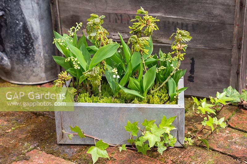 A Rustic metal container featuring Convallaria majalis and Quercus robur branches, underplanted with moss