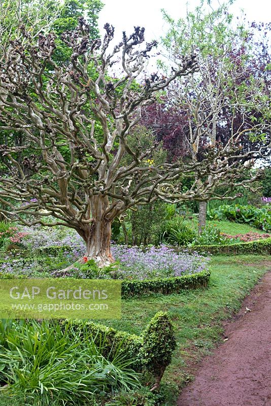 Curved borders, with lagestroemia indica and paths in Palheiro's Garden, or Blandy's Garden, Funchal, Madeira