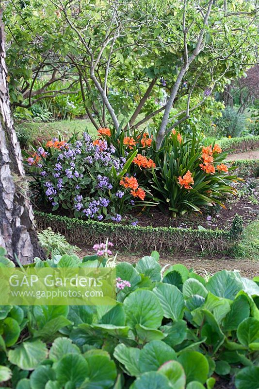 Curved borders and paths in Palheiro's Garden, or Blandy's Garden, Funchal, Madeira, clivia miniata, bergenia crassifolia