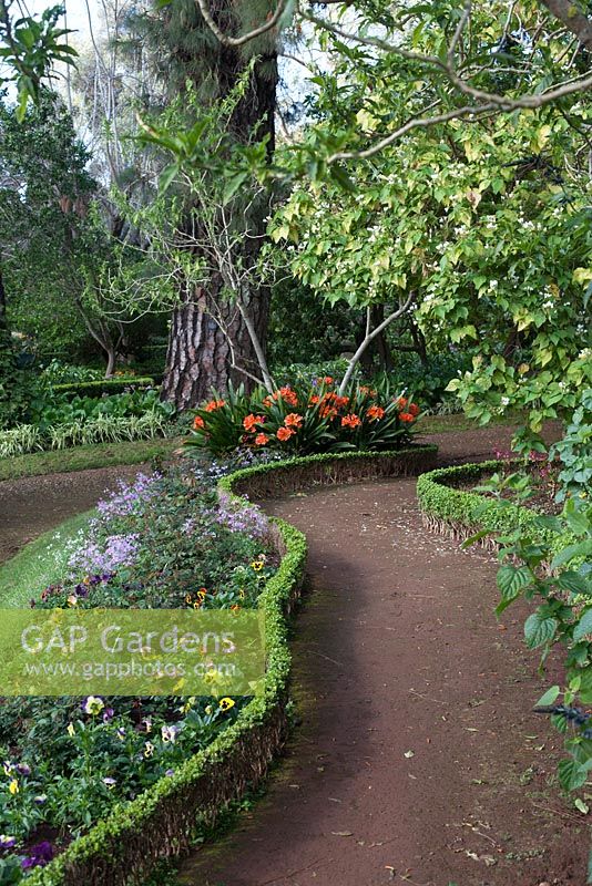 Curved borders and paths in Palheiro's Garden, or Blandy's Garden, Funchal, Madeira, clivia miniata, 