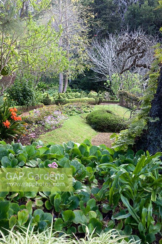 Curved borders and paths in Palheiro's Garden, or Blandy's Garden, Funchal, Madeira, clivia miniata, bergenia crassifolia