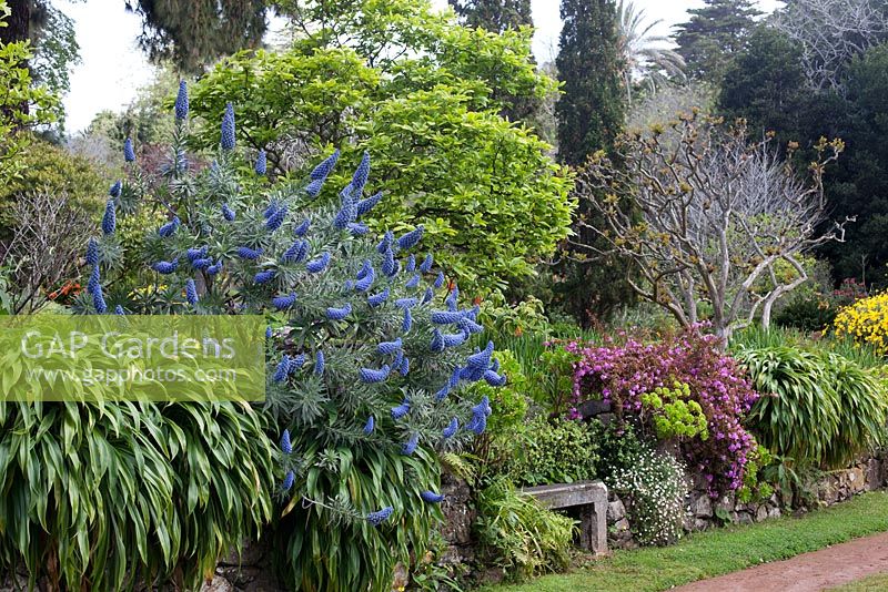Echium fastuosum, Pride of Madeira, Palheiro's Garden, or Blandy's Garden, Funchal, Madeira