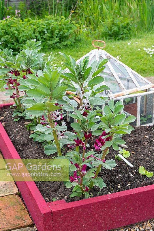 Small raised bed with Broad Bean - Vicia faba 'Crimson Flowered' in flower in front of victorian cloche.
