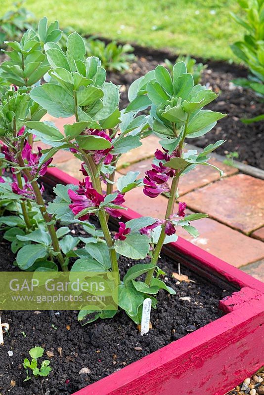 Raised bed with small row of Broad Beans - Vicia faba, 'Crimson Flowered'
