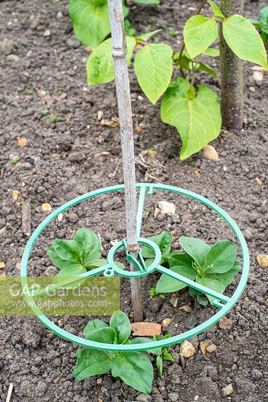 Broad Beans - Vicia faba, young plants growing up through plastic support ring.