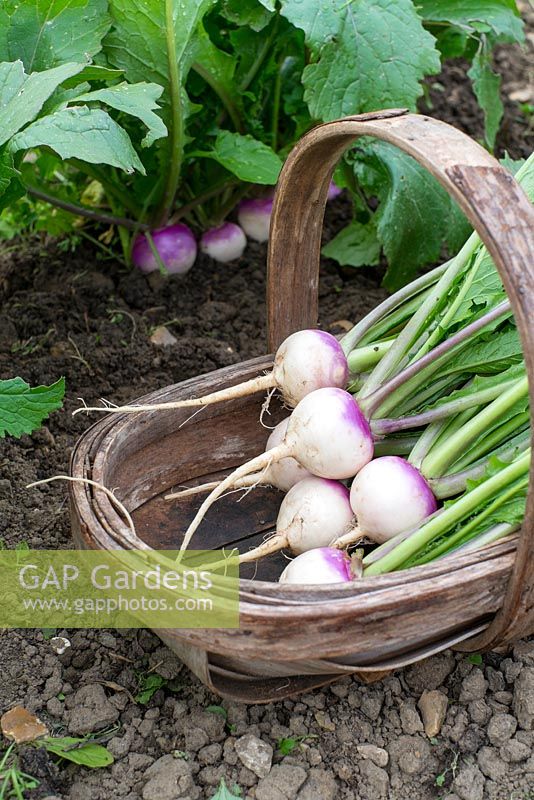 Turnip - Brassica rapa, 'Sweetball' F1, row with freshly pulled roots, in wooden trug.