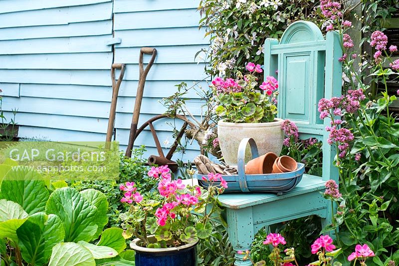 Early summer garden scene with flowering pelargoniums, Clematis montana, red valerian and wooden trug with gardening items.
