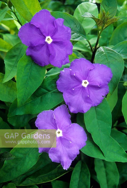 Brunfelsia pauciflora - Yesterday-today-and-tomorrow 