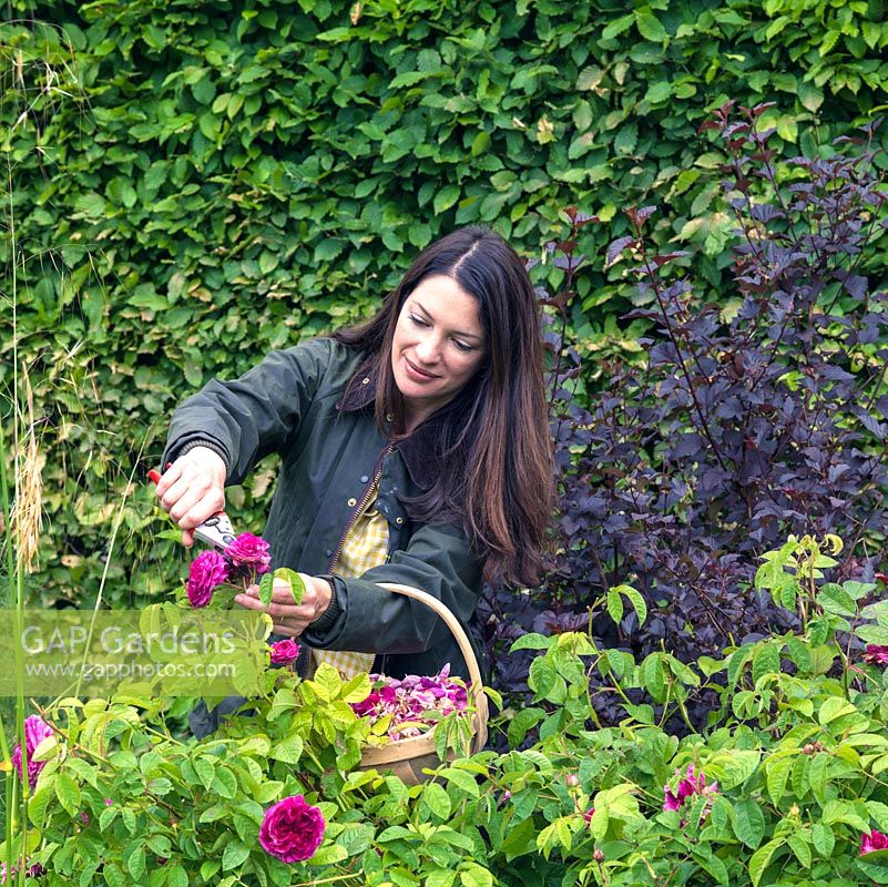 Rachel de Thame dead heads Rosa 'De Rescht' on the long herbaceous border in her country garden.