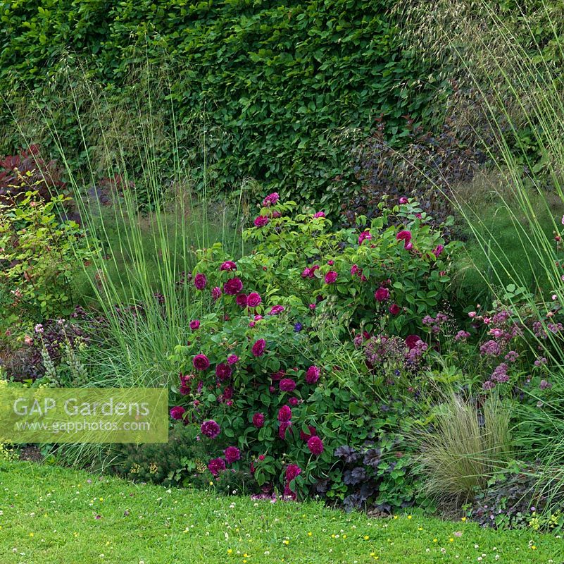 A traditional long mixed border with roses, Stipa and Carex grasses, and herbaceous plants including Astrantia 'Roma', 'Hadspen Blood' and 'Buckland'.