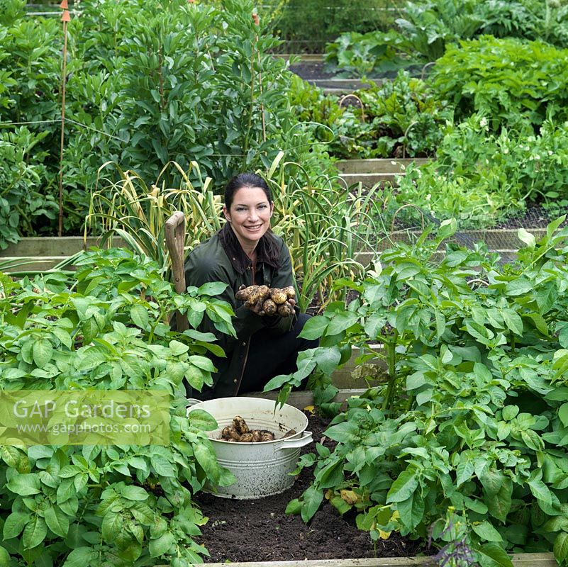 Rachel de Thame harvesting potatoes in her country vegetable garden.