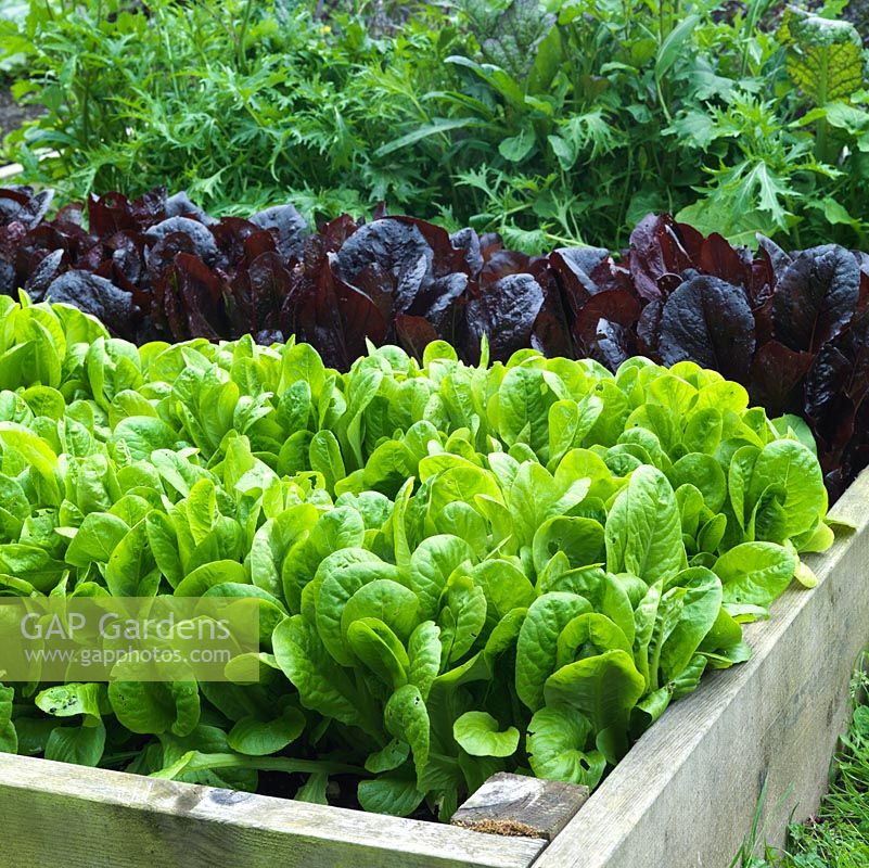 Lettuce 'Aquilia White', red lettuce and Mizuna, growing in a raised bed.