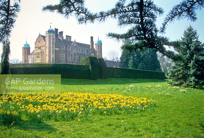 Naturalised daffodils - Narcissus with Madingley Hall behind. Cambridge, UK.