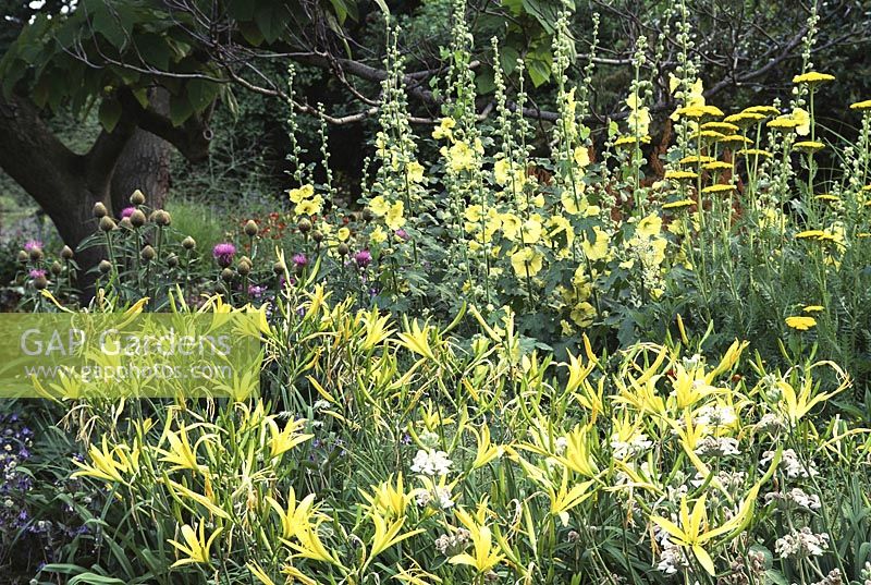 Yellow Summer border with Achillea hemerocallis and Alcea rosea 