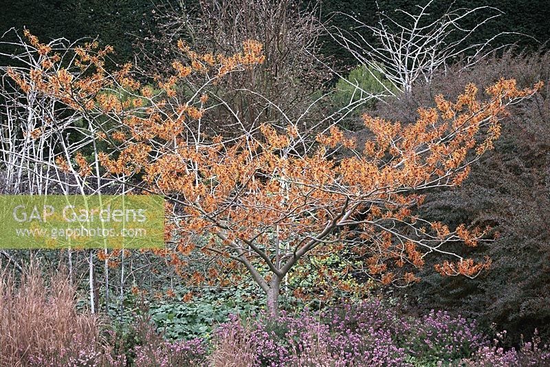 Hamamelis x intermedia 'Jelena', Rubus biflorus, Erianthis hyemalis - winter aconites, Erica x darleyensis 'J W Porter', Schizachyrium scoparium - syn. Andropogon scoparium